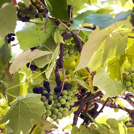 Nocleg ze śniadaniem Faralya Botanica *